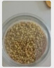 古譙益壽堂黑苦蕎茶胖高指標(biāo)三伏茶苦蕎麥香型東來大涼山苦蕎桶裝養(yǎng)生苦蕎茶 【真材實(shí)料】黃苦蕎兩罐裝 曬單實(shí)拍圖