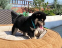 時(shí)染柴犬 柴犬幼犬純種狗寵物狗 純種柴犬 幼寵物活體活物 血統級 母 曬單實(shí)拍圖