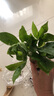 ?【包活】發(fā)財樹盆栽鮮花綠植物辦公室內(nèi)吸甲醛綠蘿文竹水培易養(yǎng) 【粗2-3cm】單桿發(fā)財樹【原盆】 曬單實拍圖