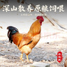 楊博士皖南散養(yǎng)大公雞 凈重2.6斤 生鮮雞肉土雞含雞胗雞心源頭直發(fā) 曬單實拍圖