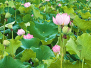 拜杰玻璃密封罐蜂蜜瓶可蒸煮玻璃瓶?jī)?chǔ)物罐燕窩分裝瓶500ml*6泡臘八蒜 曬單實(shí)拍圖
