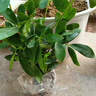 四季常青八方來(lái)財鴨腳木室內陽(yáng)臺桌面綠植大型盆栽花卉綠蘿發(fā)財樹(shù) 八方來(lái)財【15-25cm]】4顆+原盆原土+肥料 曬單實(shí)拍圖