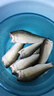 靠森（Kaooseen）料七號鯪魚(yú)專(zhuān)攻廣東野釣配方套餐斬鯪魚(yú)餌窩料誘鯪魂釣魚(yú)專(zhuān)用餌料 幸運七土鯪-腥味 曬單實(shí)拍圖