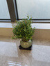 開(kāi)時(shí)果 小葉赤楠盆景擺件 辦公室桌面綠植花卉好養盆栽植物源頭直發(fā)包郵 【熱銷(xiāo)款】哥窯浸墨盆+苔蘚+底座 曬單實(shí)拍圖