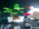 森森金麟超白智能魚缸小型桌面免換水生態(tài)魚缸一體缸自循環(huán) 【升級除油膜設(shè)計+自動喂食+干濕分離】480 曬單實拍圖