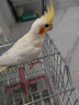 寵易生（ChongYiSheng）鳥用水溶鈣磷液鸚鵡虎皮玄風(fēng)補(bǔ)鈣鳥飼料鳥糧食營(yíng)養(yǎng)繁殖60ML 曬單實(shí)拍圖
