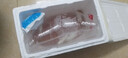 臺灣純種普身蝴蝶鯉觀(guān)賞魚(yú)冷水魚(yú)大鰭大尾冷水魚(yú)好養耐活包郵包活 貴妃白色5-8公分2條 曬單實(shí)拍圖