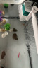 闊庭魚缸懶人魚缸家用客廳辦公室金魚缸過濾魚缸黑色款 曬單實拍圖