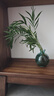 佰花錦水培植物室內(nèi)花卉綠植盆栽辦公室四季常青好養(yǎng)活桌面盆景懶人首選 水培小玻璃瓶+袖珍椰子+圓形底座 整體高度約10-20cm/不同植物高度不同 曬單實拍圖