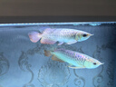 淘歌 海鹽2kg 魚(yú)缸鹽海水養殖用品 水族觀(guān)賞魚(yú)熱帶魚(yú)海水魚(yú)預防魚(yú)疾 曬單實(shí)拍圖