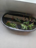 寵小帥古法養魚(yú)生態(tài)缸碗蓮青龍石淺缸陶瓷盆客廳辦公室桌面創(chuàng  )意仿古魚(yú)缸 陶瓷盆雪花灰【單盆】 43x20.5x11cm（大號） 曬單實(shí)拍圖