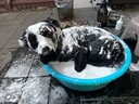 麥富迪狗糧 超肉粒凍干狗糧 成幼犬中大型犬專(zhuān)用 15kg/30斤【寵物金選】 曬單實(shí)拍圖
