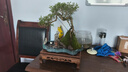 瀚林怡景（HANLINYIJING）六月雪盆景植物樹(shù)樁懸崖造型假山老樁室內(nèi)客廳辦公室綠植桌面盆栽 山水石景（青釉）-六月雪-木座 曬單實(shí)拍圖