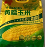 十月稻田 黃糯玉米 3.52斤(220g*8根) 25年新玉米 低脂 早餐零食 東北玉米 曬單實(shí)拍圖