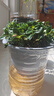 四季常青金魚(yú)花吊蘭盆栽室內(nèi)綠植花卉多肉植物發(fā)財(cái)樹(shù)好養(yǎng)易活客廳 金魚(yú)吊蘭原土盆【買1送1發(fā)兩盆】 曬單實(shí)拍圖