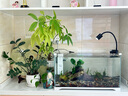 森森 超白玻璃小魚(yú)缸HRK-500套缸款(長(zhǎng)50cm)熱彎玻璃+過(guò)濾器+水草燈 曬單實(shí)拍圖