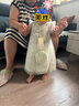 戴維貝拉（DAVE＆BELLA）童裝夏裝兒童連衣裙中大童女童裙子國風(fēng)漢服長裙 曬單實(shí)拍圖