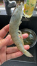 東上御品 國(guó)產(chǎn)青島大蝦 特大號(hào)白蝦 2030規(guī)格 凈重3斤 盒裝活凍 曬單實(shí)拍圖