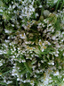 教蔬鮮生【順豐直達】韭菜花新鮮現摘山東頭茬嫩半仔韭花醬蘸料花朵苞 2500g 曬單實(shí)拍圖