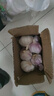 紫白皮蒜水果大蒜超市即食生鮮蔬菜大蒜 【優(yōu)選】帶箱 1斤 單果3.5-5cm 曬單實(shí)拍圖