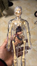 DIY人體器官模型初中生物人體骨骼骨架構造解剖模型兒童早教玩具 【送中英文說(shuō)明書(shū)】全透明人體模型 曬單實(shí)拍圖