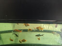 閩江（minjiang）魚缸水族箱免換水生態(tài)造景金魚缸客廳屏風(fēng)中大型玻璃龍魚缸金魚缸 黑色（禮包+升級過濾） 長100*寬30*高142（缸體+儲物柜） 曬單實拍圖