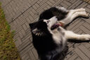 松下S5M2（20-60mm F3.5-5.6）（Panasonic）S5二代 全畫幅微單相機 約2420萬有效像素 新相位混合對焦 曬單實拍圖