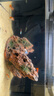 當貝智能生態(tài)魚缸1Ultra 一體缸自循環(huán)桌面魚缸 財運石造景套餐 曬單實拍圖