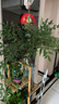 臨雅水培植物九里香盆栽桌面驅蚊綠植室內茉莉鮮花水養花卉懶人四季開(kāi) 【A級大冠幅】南天竹60-80cm【買(mǎi)一送一】 曬單實(shí)拍圖