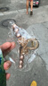 高級感抓夾女2025大號后腦勺盤(pán)發(fā)鯊魚(yú)夾氣質(zhì)發(fā)夾卡子頭飾 香檳色水鉆蝴蝶結抓夾 曬單實(shí)拍圖