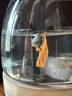 小魚(yú)缸桌面斗魚(yú)缸超白玻璃生態(tài)缸迷你小型魚(yú)缸烏龜缸辦公室金魚(yú)缸 中號9*12.5cm【裸缸-不含魚(yú)】 曬單實(shí)拍圖