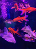 純種臺灣蝴蝶鯉魚好養(yǎng)耐活淡水冷水觀賞魚金魚錦鯉大尾大鰭活體 純種火紅【蝴蝶鯉】12-15厘米1條 曬單實拍圖