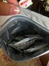 不二寶貝鱈魚肉松海苔拌飯碎90g 0添加搭寶寶嬰兒幼兒童無鹽小零食輔食 曬單實拍圖