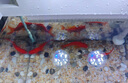 森森 超白玻璃智能桌面魚缸一體缸自循環(huán)HE-480 曬單實拍圖