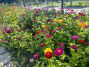 碧鼎花種子四季易種開花百日草庭院野花組合室外菊花花草花籽種子花卉 矮桿百日草【1斤裝】 曬單實拍圖