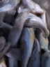 蝦有蝦途去頭小黃花魚(yú)鮮活冷凍小黃魚(yú)海捕魚(yú)海魚(yú)整箱批發(fā)價(jià)4斤凈重 【去頭】深海小黃魚(yú) 4斤去頭小黃魚(yú) 曬單實(shí)拍圖