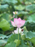 騰龍（Tamron）B070 17-70mm F/2.8 VC防抖大光圈微單鏡頭17-70風(fēng)光人像旅行半畫幅1770 索尼E卡口 套餐二【送UV禮包+騰龍CPL偏振鏡】 曬單實(shí)拍圖