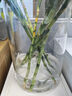 富貴竹大葉竹轉運竹觀(guān)音竹龍竹紫云竹水培四季好養招財富貴竹綠植 帶根直頭竹50cm高6根+營(yíng)養液 曬單實(shí)拍圖