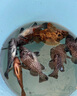 海釣小藥誘魚(yú)劑釣海魚(yú)餌料路亞魚(yú)肉食性黃黑雕海魚(yú)石斑巨物金目鱸 3瓶裝【專(zhuān)釣大魚(yú)】 曬單實(shí)拍圖
