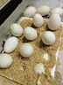 耕果妙新鮮大鵝蛋12枚3.12斤農家散養新鮮鵝蛋130-160g/枚 源頭直發(fā)包郵 曬單實(shí)拍圖