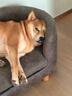 愛肯拿（ACANA）狗糧 鴨肉梨成犬幼犬 低敏去淚痕 全價(jià)通用原裝進(jìn)口糧2kg效期26/7 曬單實(shí)拍圖