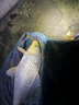 微笑鯊強光頭燈超亮夜釣魚(yú)專(zhuān)用頭戴式戶(hù)外感應變焦超長(cháng)續航登山夜爬照明 M80激光燈芯【8400毫安】配3電+伸縮調焦 鋁合金燈頭+揮手感應+智能電顯 曬單實(shí)拍圖