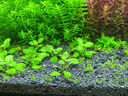 尼特利1號大師水草泥魚缸專用水藻泥生態(tài)草缸底砂營養(yǎng)土2L/袋 曬單實拍圖