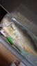 三都港 冷凍三去大黃魚(yú)凈重2斤/2條裝 寧德黃花魚(yú) 生鮮魚(yú)類 燒烤 曬單實(shí)拍圖
