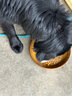 瘋狂小狗中大型犬狗糧成幼犬10kg寵物金毛彩虹魔方雞肉&鱈魚(yú)犬糧20斤 曬單實(shí)拍圖