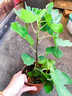 無(wú)花果樹(shù)果苗帶果盆栽樹(shù)苗特大果四季格萊斯果樹(shù)耐寒種植庭院青皮 布蘭瑞克6年大苗 81cm(含)-110cm(含) 曬單實(shí)拍圖