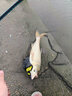 一味NEX魚竿輕量大物釣竿極輕鰱鳙竿臺釣竿釣魚竿手竿魚桿  7.2m 曬單實拍圖
