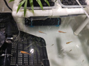 創(chuàng)寧魚缸自動(dòng)恒溫加熱棒 低水位烏龜小型米 迷你石英防爆燒水控溫器 200W【【推薦小缸、龜缸用】支持低水位】 曬單實(shí)拍圖