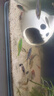 孔雀魚(yú)天使魚(yú) 純種觀賞魚(yú)淡水好養(yǎng)熱帶小型觀賞魚(yú) 孔雀魚(yú)12條送備損3條 【新人價(jià)】 曬單實(shí)拍圖
