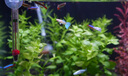 洽苒德國(guó)背濾魚缸一體式小型客廳桌面循環(huán)過濾家用超白玻璃造景生態(tài)金 黑色2代+免換水套餐+園林景觀  60x40x40cm 過濾10cm 曬單實(shí)拍圖